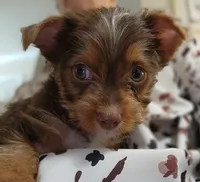 S#3, a male Yorkshire Terrier for sale in Citrus Heights, CA – 1 of 7