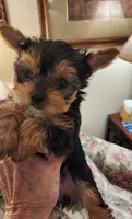 L#3, a female Yorkshire Terrier for sale in Citrus Heights, CA – 4 of 4
