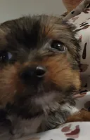 S#5, a female Yorkshire Terrier for sale in Citrus Heights, CA – 2 of 7