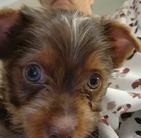 S#3, a male Yorkshire Terrier for sale in Citrus Heights, CA – 3 of 7