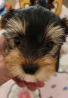 L#5, a male Yorkshire Terrier for sale in Citrus Heights, CA – 4 of 6