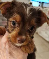S#3, a male Yorkshire Terrier for sale in Citrus Heights, CA – 4 of 7