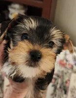L#5, a male Yorkshire Terrier for sale in Citrus Heights, CA – 1 of 6