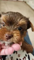 S#4, a male Yorkshire Terrier for sale in Citrus Heights, CA – 7 of 7