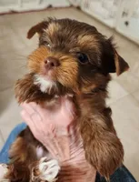 S#4, a male Yorkshire Terrier for sale in Citrus Heights, CA – 6 of 7