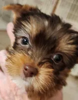 S#2, a male Yorkshire Terrier for sale in Citrus Heights, CA – 2 of 5