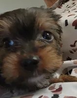 S#5, a female Yorkshire Terrier for sale in Citrus Heights, CA – 6 of 7