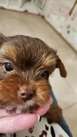 S#4, a male Yorkshire Terrier for sale in Citrus Heights, CA – 3 of 7