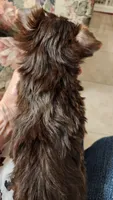 S#2, a male Yorkshire Terrier for sale in Citrus Heights, CA – 5 of 5