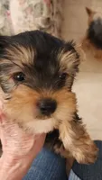 L#5, a male Yorkshire Terrier for sale in Citrus Heights, CA – 6 of 6