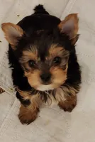 L#3, a female Yorkshire Terrier for sale in Citrus Heights, CA – 2 of 4