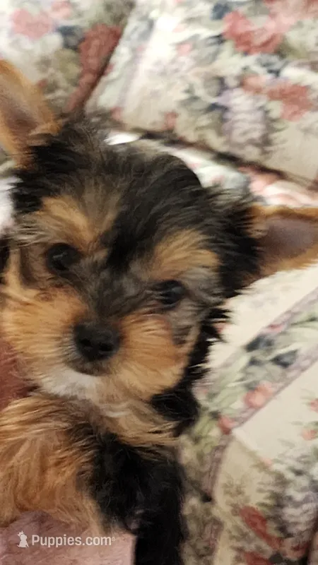 L#3 – Yorkshire Terrier puppy for sale in Citrus Heights, CA