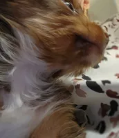 S#3, a male Yorkshire Terrier for sale in Citrus Heights, CA – 2 of 7