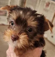 S#2, a male Yorkshire Terrier for sale in Citrus Heights, CA – 4 of 5