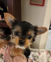 L#1, a female Yorkshire Terrier for sale in Citrus Heights, CA – 4 of 4