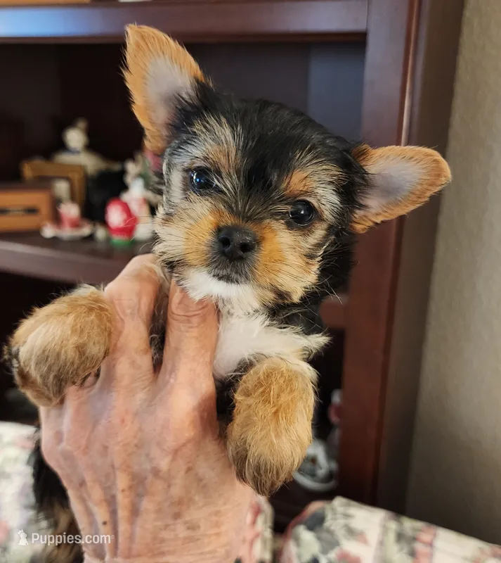 L#1 – Yorkshire Terrier puppy for sale in Citrus Heights, CA