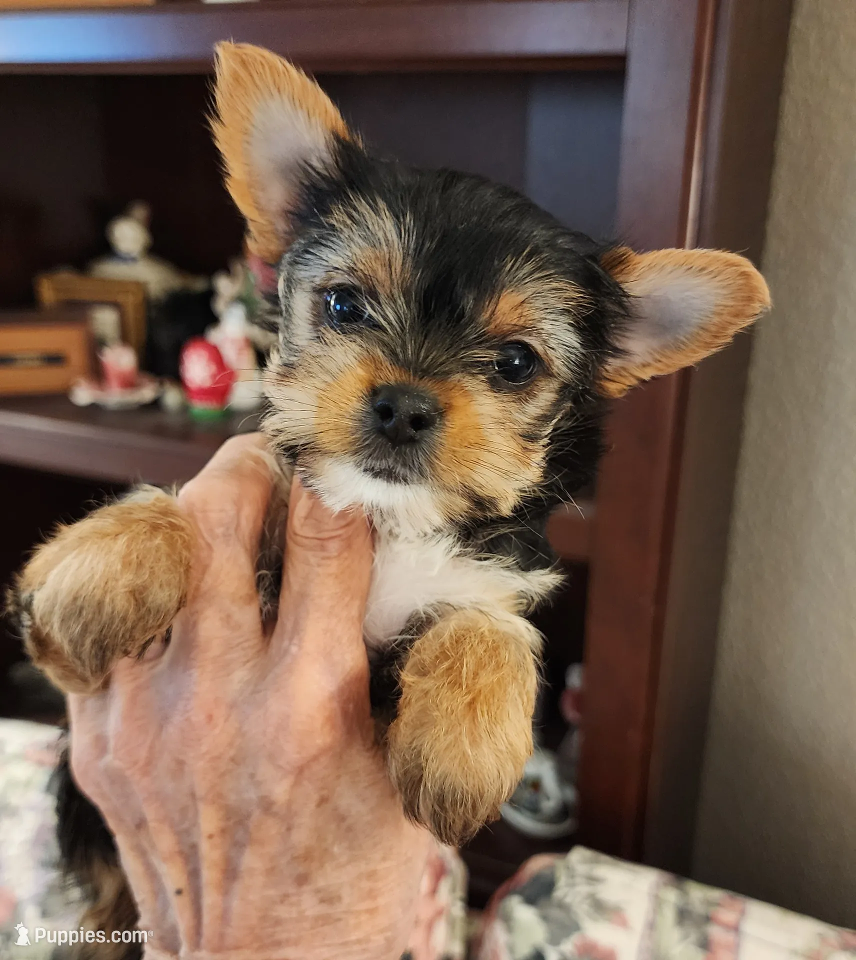 L#1 – Yorkshire Terrier Puppy for Sale in Citrus Heights, CA
