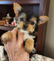 L#1, a female Yorkshire Terrier for sale in Citrus Heights, CA – 1 of 4
