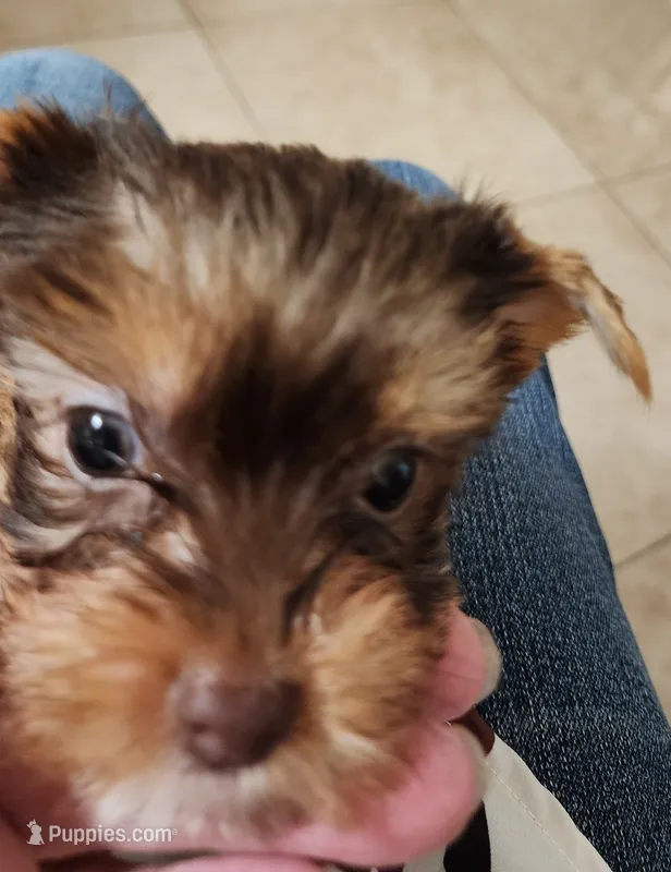 S#2 – Yorkshire Terrier puppy for sale in Citrus Heights, CA