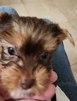 S#2, a male Yorkshire Terrier for sale in Citrus Heights, CA – 1 of 5