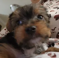 S#5, a female Yorkshire Terrier for sale in Citrus Heights, CA – 5 of 7