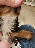 S#5, a female Yorkshire Terrier for sale in Citrus Heights, CA – 3 of 7