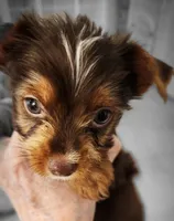 S#3, a male Yorkshire Terrier for sale in Citrus Heights, CA – 5 of 7