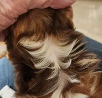 S#4, a male Yorkshire Terrier for sale in Citrus Heights, CA – 4 of 7