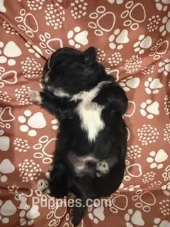 Kobe – Shih Tzu puppy for sale in Essex, MD