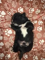 Kobe, a male Shih Tzu for sale in Essex, MD – Photo 1 of 5