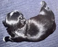 Kobe, a male Shih Tzu for sale in Essex, MD – Photo 4 of 5