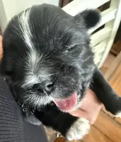 Kobe, a male Shih Tzu for sale in Essex, MD – Photo 3 of 5