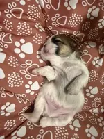 Kyrie, a male Shih Tzu for sale in Essex, MD – Photo 3 of 5