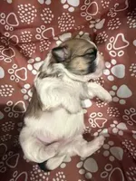 Kyrie, a male Shih Tzu for sale in Essex, MD – Photo 1 of 5