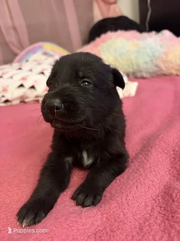 Red Girl – German Shepherd Dog puppy for sale in Winchester, VA