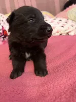 Red Girl, a female German Shepherd Dog for sale in Winchester, VA – 3 of 6