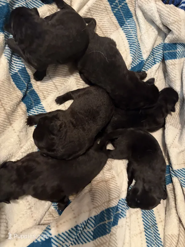 Girl 1  – German Shepherd Dog puppy for sale in Winchester, VA