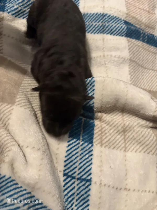 Girl 4 – German Shepherd Dog puppy for sale in Winchester, VA
