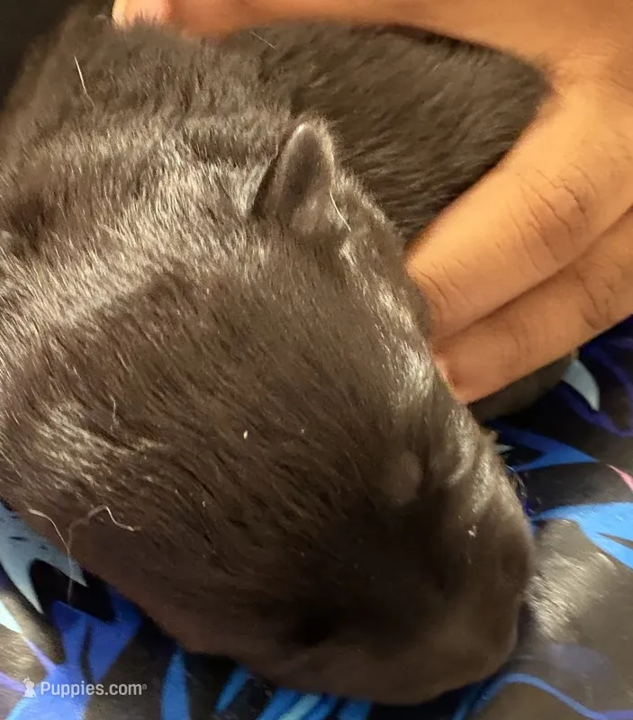 Girl 1  – German Shepherd Dog puppy for sale in Winchester, VA