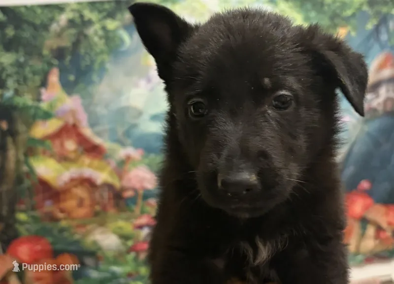 AKC Purple Girl – German Shepherd Dog puppy for sale in Winchester, VA