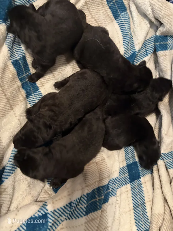Boy 2 – German Shepherd Dog puppy for sale in Winchester, VA