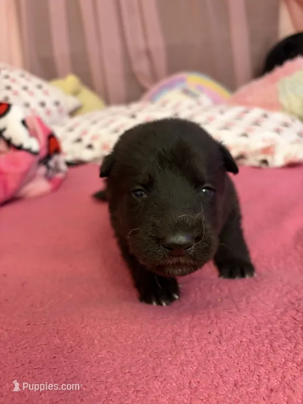 Pink Girl – German Shepherd Dog puppy for sale in Winchester, VA