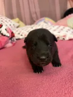 Pink Girl, a female German Shepherd Dog for sale in Winchester, VA – 1 of 6
