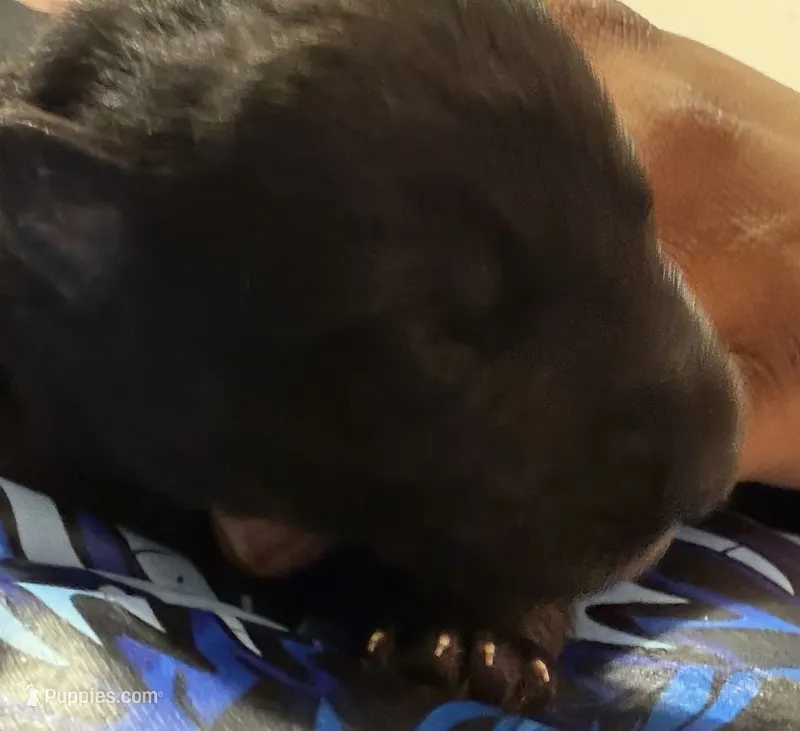 Girl 2 – German Shepherd Dog puppy for sale in Winchester, VA
