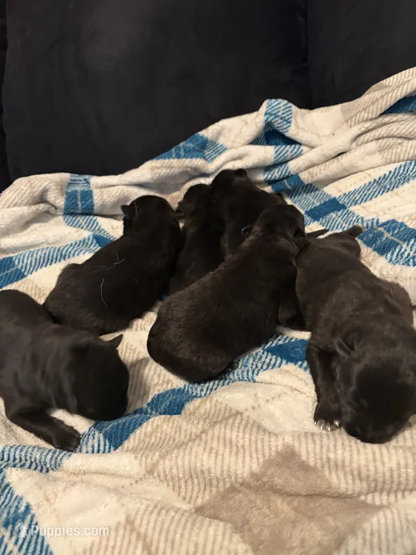 Girl 4 – German Shepherd Dog puppy for sale in Winchester, VA