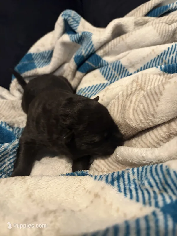 Boy 2 – German Shepherd Dog puppy for sale in Winchester, VA