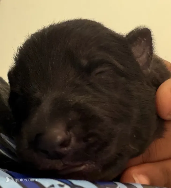 Girl 3 – German Shepherd Dog puppy for sale in Winchester, VA