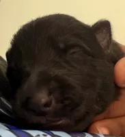 Purple Girl, a female German Shepherd Dog for sale in Winchester, VA – 4 of 6