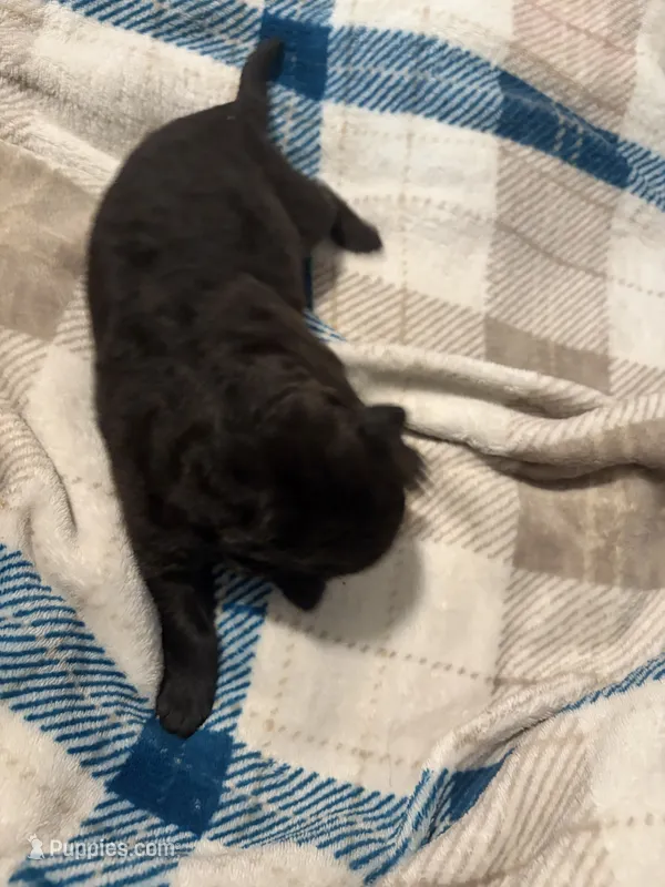 Boy 1  – German Shepherd Dog puppy for sale in Winchester, VA