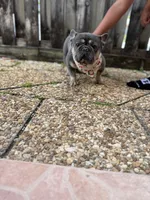 Stella, a female French Bulldog for sale in Miami, FL – Photo 2 of 2